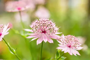 astrantia maj roma p11 - afbeelding 2