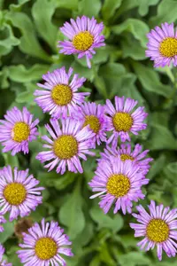 erigeron speciosus rosa juwel  P10.5 - afbeelding 1