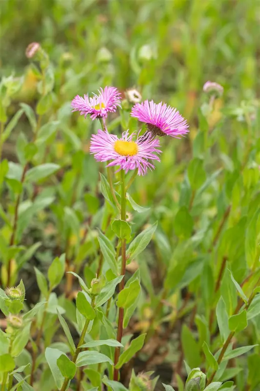 erigeron speciosus rosa juwel  P10.5 - afbeelding 3