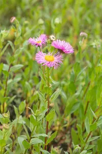 erigeron speciosus rosa juwel  P10.5 - afbeelding 3