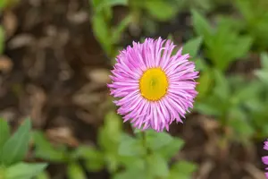 erigeron speciosus rosa juwel  P10.5 - afbeelding 2