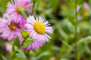 erigeron speciosus rosa juwel  P10.5 - afbeelding 5