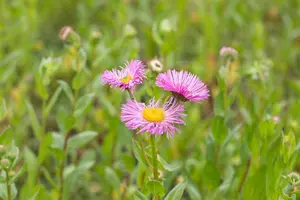 erigeron speciosus rosa juwel  P10.5 - afbeelding 4