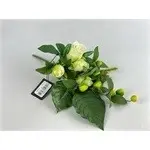 rose bud/foxtail flat bush x 8-33cm			