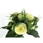 rose bush x 12-27cm