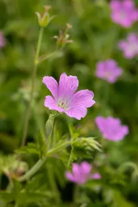 geranium oxon. 'rose clair' P11 - afbeelding 2