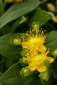 hypericum calycinum rose of sharon  P10.5