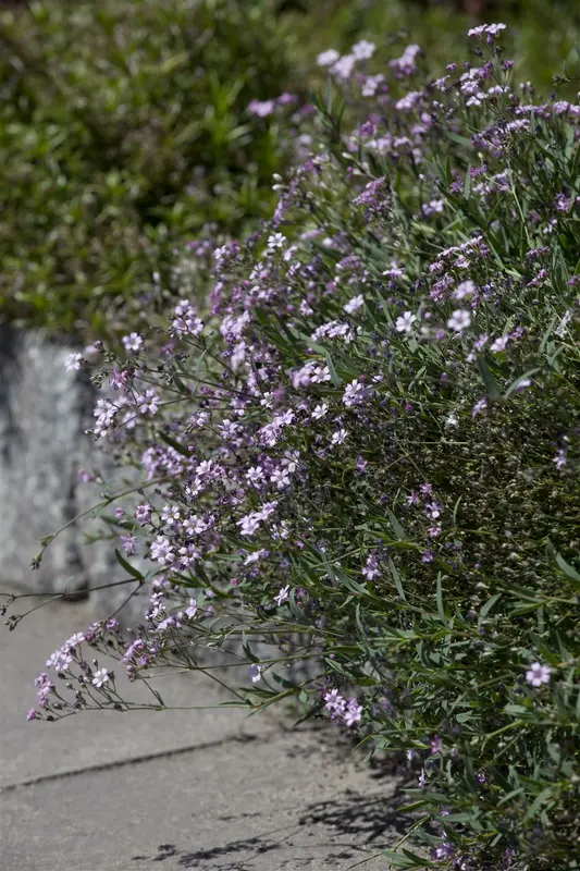 gypsophila repens 'rosea' P9 - afbeelding 1