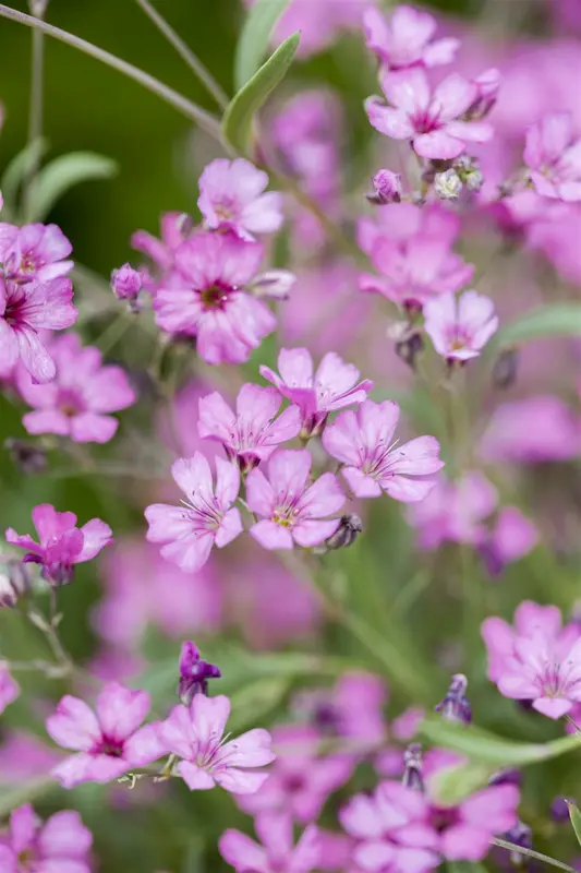 gypsophila repens 'rosea' P9 - afbeelding 4