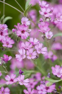 gypsophila repens 'rosea' P9 - afbeelding 4