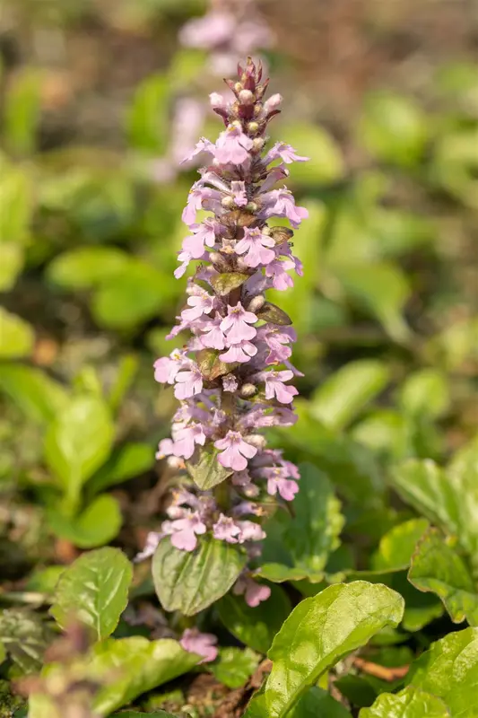 Ajuga rept. 'Rosea' P9 - afbeelding 1