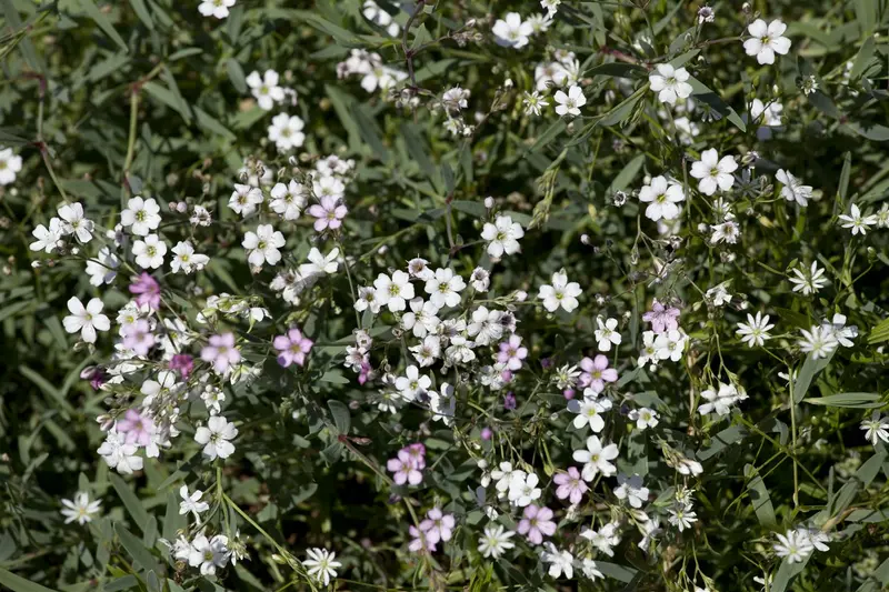 gypsophila repens 'rosea' P9 - afbeelding 2