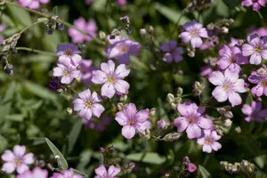 gypsophila repens 'rosea' P9 - afbeelding 3