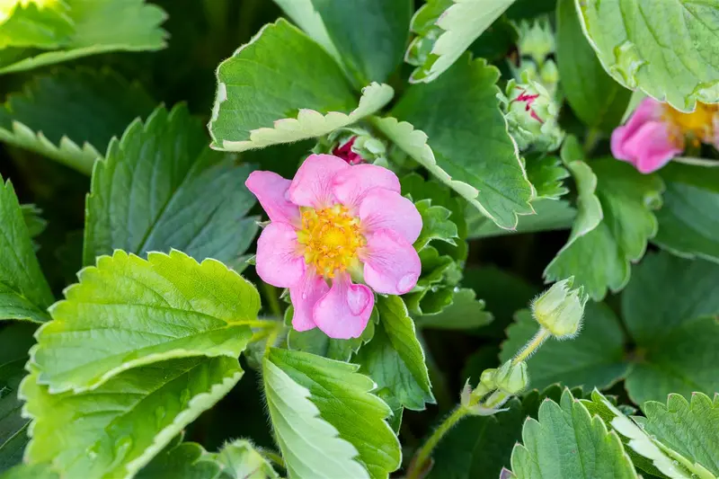 fragaria vesca 'rosea' P9 - afbeelding 1