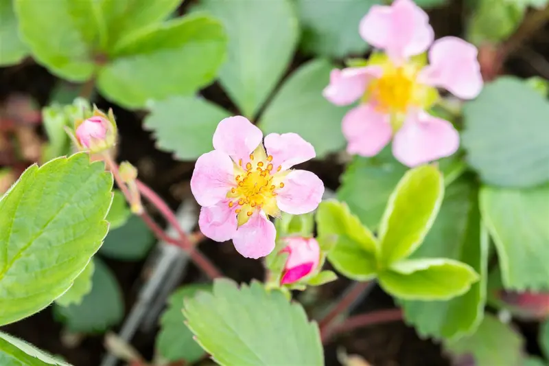 fragaria vesca 'rosea' P9 - afbeelding 2