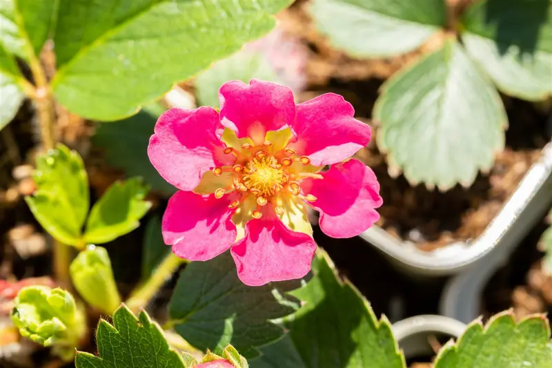 fragaria vesca 'rosea' P9 - afbeelding 3