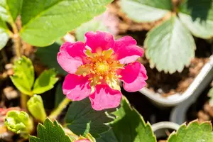 fragaria vesca 'rosea' P9 - afbeelding 3