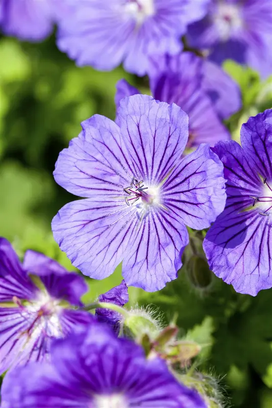 geranium magn. 'rosemoor' P9 - afbeelding 1