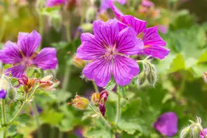 geranium magn. 'rosemoor' P9 - afbeelding 2