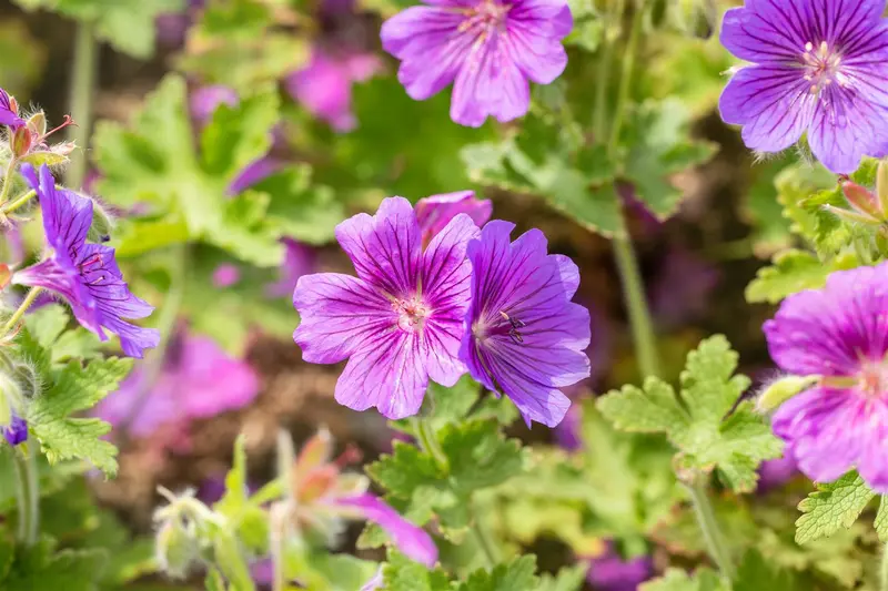 geranium magn. 'rosemoor' P9 - afbeelding 3