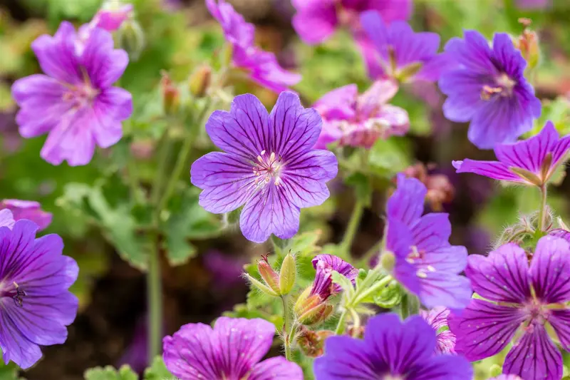 geranium magn. 'rosemoor' P9 - afbeelding 4