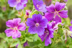 geranium magn. 'rosemoor' P9 - afbeelding 5