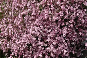 gypsophila 'rosenschleier' P11