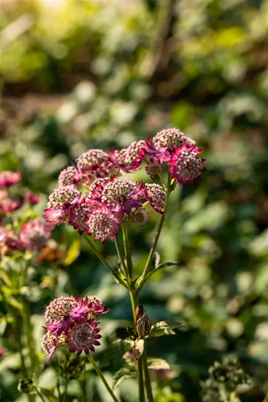 astrantia maj. 'rosensinfonie' P11 - afbeelding 2