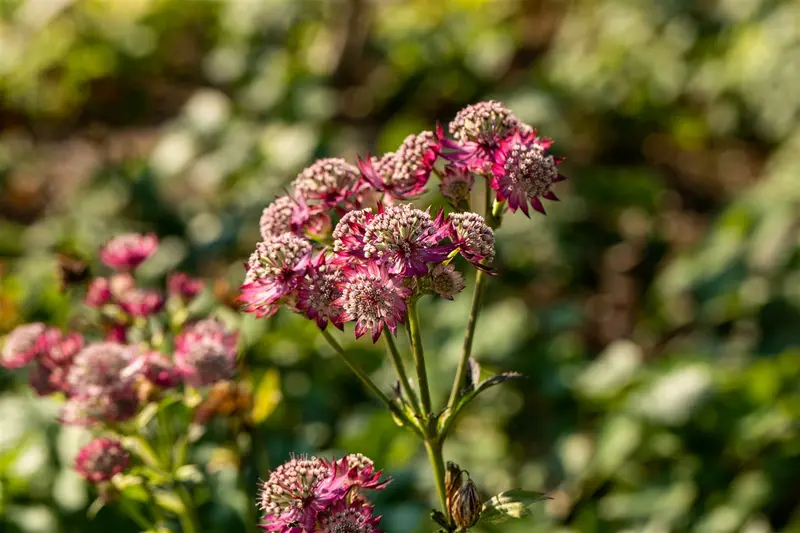 astrantia maj. 'rosensinfonie' P11 - afbeelding 1