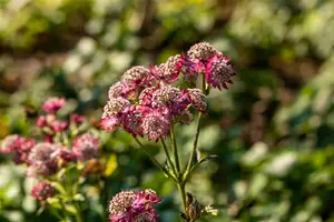 astrantia maj. 'rosensinfonie' P11 - afbeelding 1