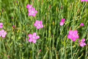 dianthus delt. 'rosea' P9