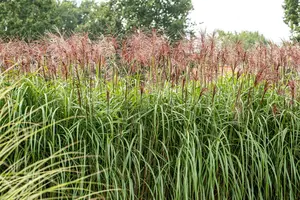 miscanthus sin. 'rotsilber' P9 - afbeelding 2