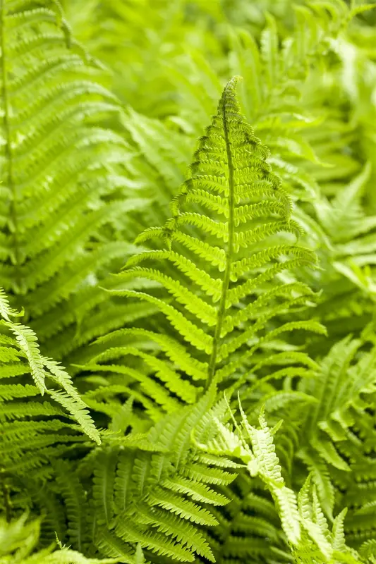 athyrium filix-femina 'rotstiel' P9