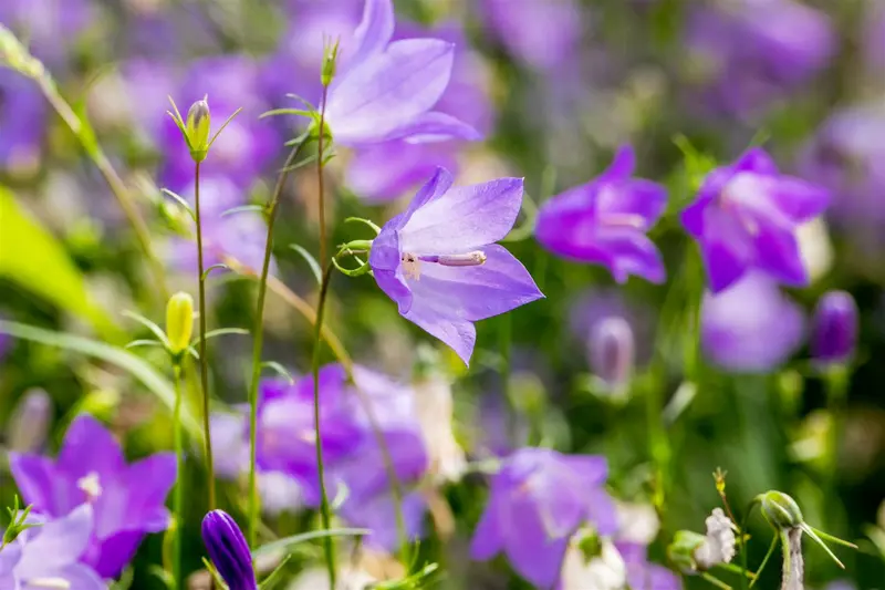 campanula rotundifolia P11 - afbeelding 1