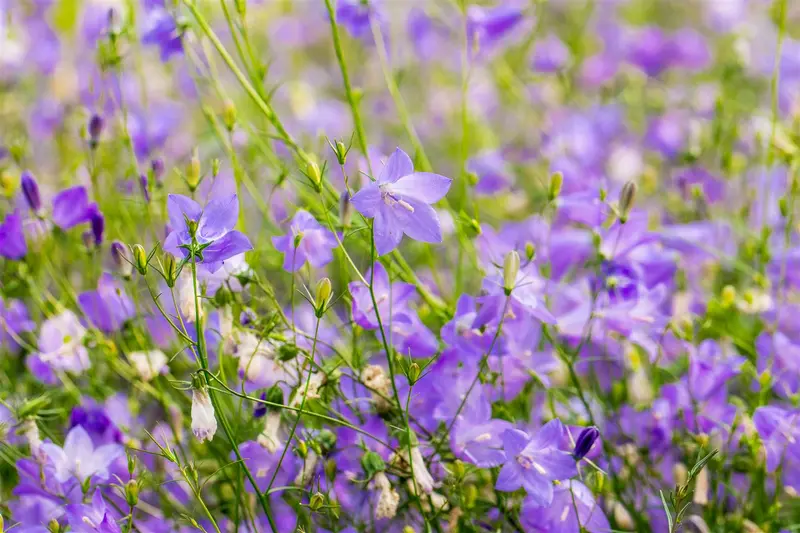 campanula rotundifolia P11 - afbeelding 2