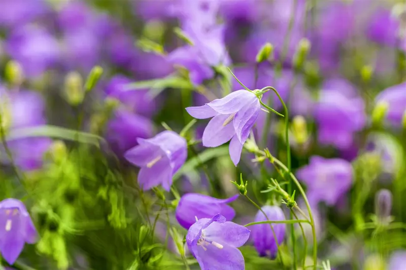 campanula rotundifolia P11 - afbeelding 4