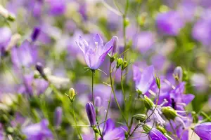 campanula rotundifolia P11 - afbeelding 3