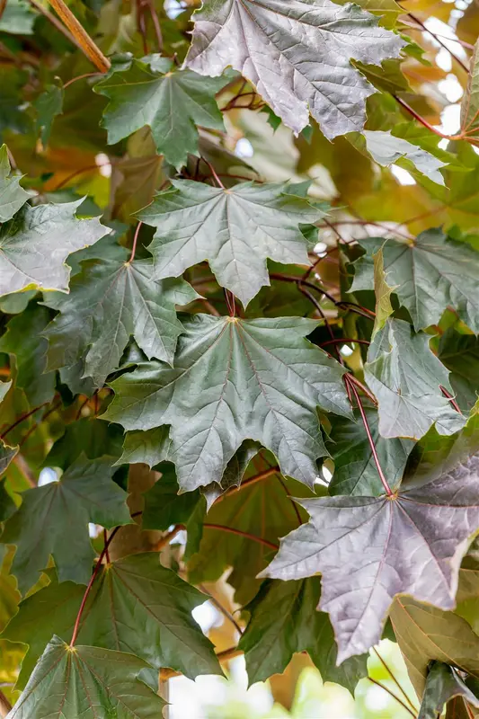 acer plat. 'royal red' 8/10 - afbeelding 5