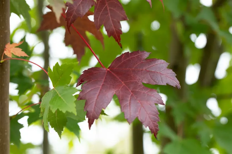 acer plat. 'royal red' 6/ 8 - afbeelding 1