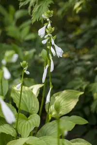 hosta 'royal standard' P11 - afbeelding 1