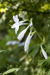 hosta 'royal standard' P11 - afbeelding 2