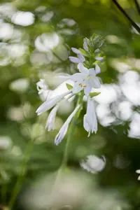 hosta 'royal standard' P11 - afbeelding 3