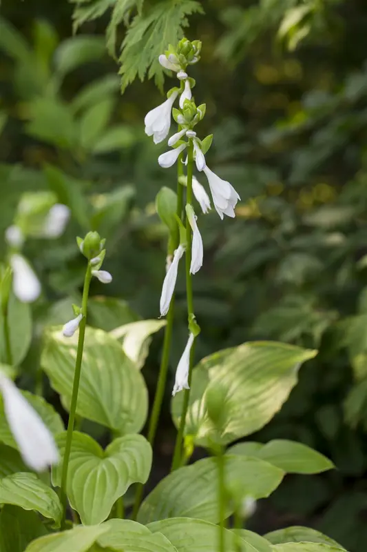 hosta hybr. 'royal standard' P9 - afbeelding 1