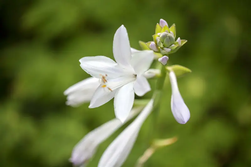 hosta hybr. 'royal standard' P9 - afbeelding 4