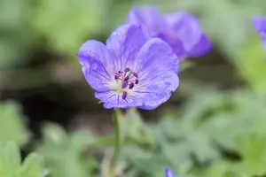 geranium rozanne p11 - afbeelding 4