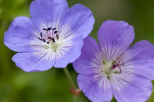 geranium rozanne p11 - afbeelding 5