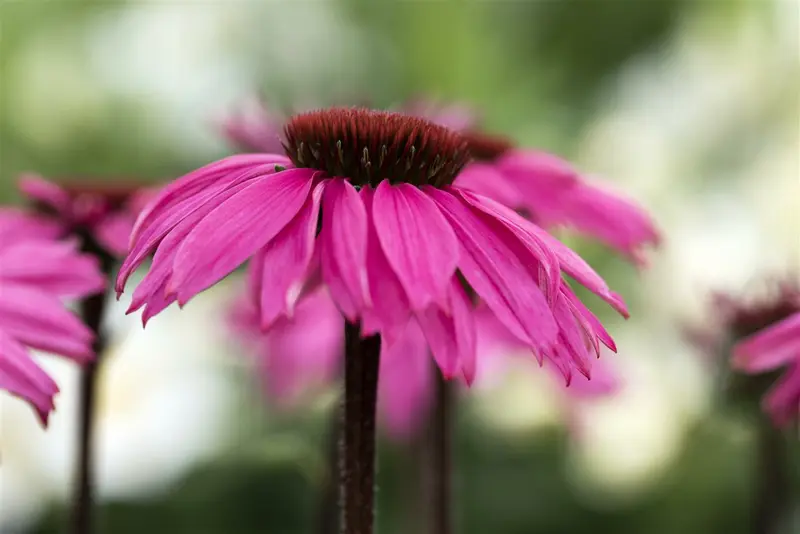 echinacea purp. 'rubinstern' P9