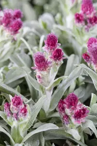 antennaria dioica 'rubra' P11 - afbeelding 2