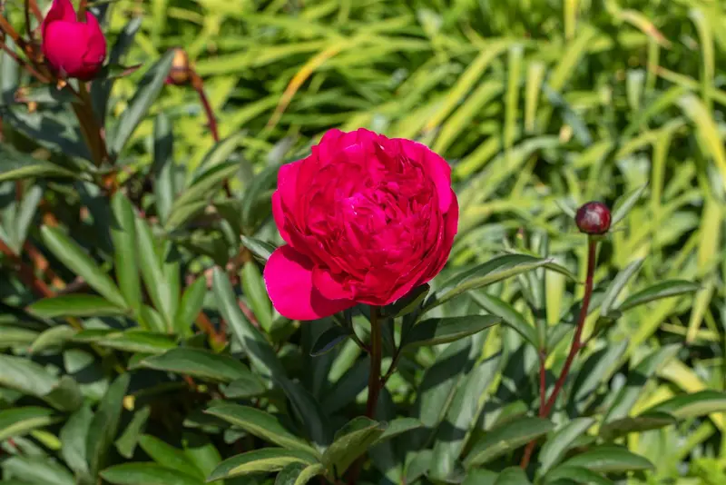 paeonia off. 'rubra plena' C1 - afbeelding 1