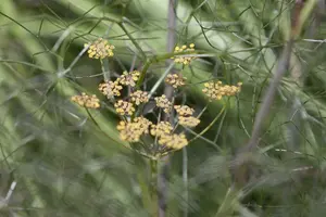 foeniculum vulgare 'rubrum' P11